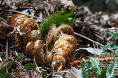 Polystichum polyblepharum