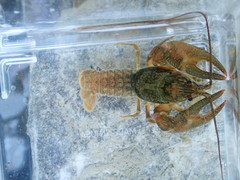 Faxonius barrenensis