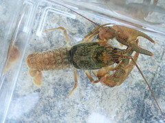 Faxonius barrenensis