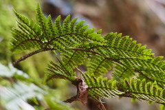 Dryopteris bissetiana