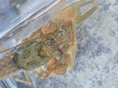 Faxonius barrenensis