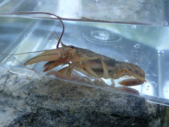 Faxonius barrenensis