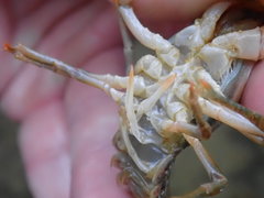 Faxonius barrenensis