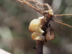 Rhopalomyia subhumilis