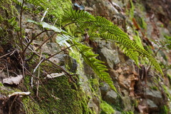 Dryopteris bissetiana