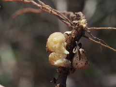 Rhopalomyia subhumilis