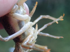 Faxonius barrenensis