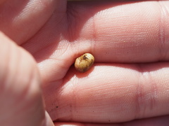 Rhopalomyia subhumilis