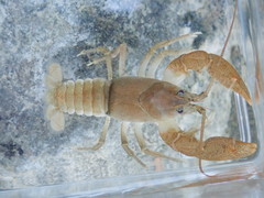 Cambarus rusticiformis