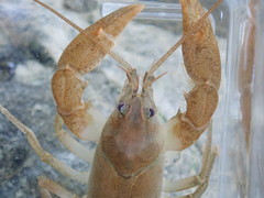 Cambarus rusticiformis