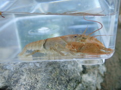 Cambarus rusticiformis