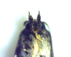 Gelechiidae
