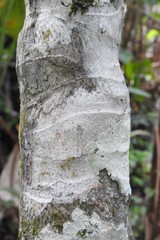 Nephrosperma vanhoutteanum