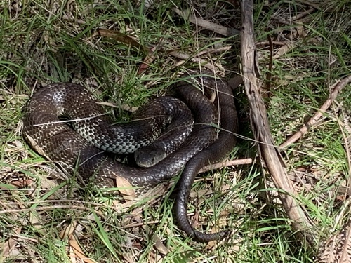 Tiger Snake sighting