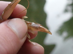Cambarus rusticiformis