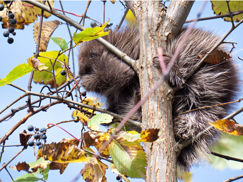 North American Porcupine, photo 9 of 10