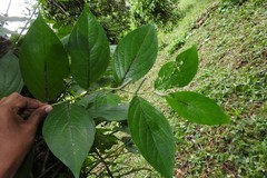 Piperales