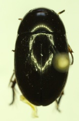 Tropisternus columbianus