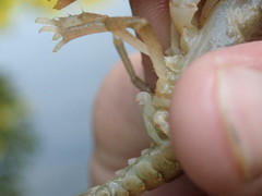 Cambarus rusticiformis