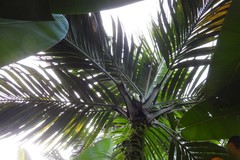 Nephrosperma vanhoutteanum