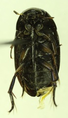 Tropisternus columbianus