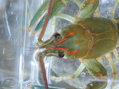 Barbicambarus cornutus