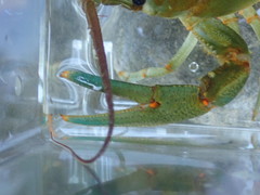 Barbicambarus cornutus