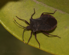 Anasa apicalis