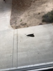 Phryganidia californica