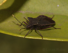 Anasa apicalis