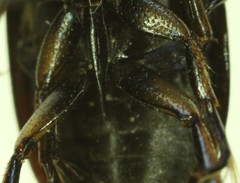 Tropisternus columbianus