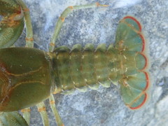 Barbicambarus cornutus