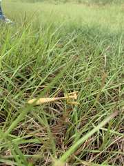Stagmomantis floridensis