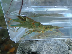 Barbicambarus cornutus