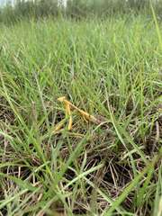 Stagmomantis floridensis