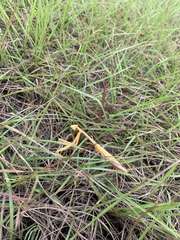 Stagmomantis floridensis