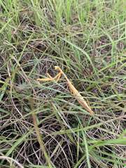 Stagmomantis floridensis