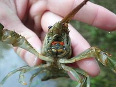 Barbicambarus cornutus