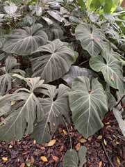 Philodendron gloriosum