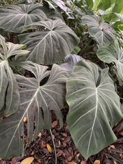 Philodendron gloriosum