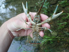 Barbicambarus cornutus