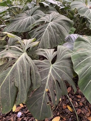 Philodendron gloriosum