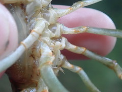 Barbicambarus cornutus