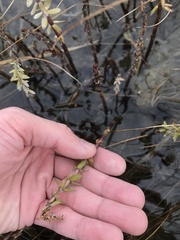 Hippuris tetraphylla