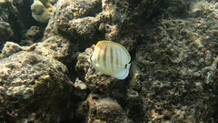 Chaetodon multicinctus