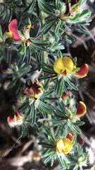 Pultenaea laxiflora