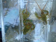 Barbicambarus cornutus