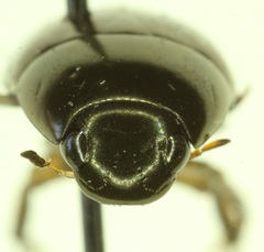Tropisternus columbianus