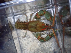 Barbicambarus cornutus