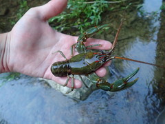 Barbicambarus cornutus